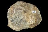 Fossil Unidentified Dinosaur Vertebra - Aguja Formation, Texas #116723-2